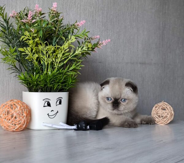 Justin Scottish Fold Justin Scottish Fold