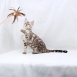 Nicole-female-bengal -cat-puppy-for-sale-1 (1)