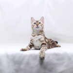 Nicole-female-bengal -cat-puppy-for-sale-1 (2)