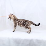 Nicole-female-bengal -cat-puppy-for-sale-1 (3)