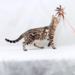 Nicole-female-bengal -cat-puppy-for-sale-1 (4)