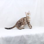 Nicole-female-bengal -cat-puppy-for-sale-1 (5)