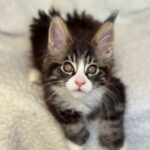 Patrick-male-maine-Coon-cat-puppy-for-sale-1 (1)