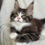 Patrick-male-maine-Coon-cat-puppy-for-sale-1 (2)