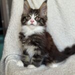 Patrick-male-maine-Coon-cat-puppy-for-sale-1 (4)