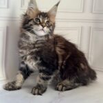 Pinky-female-maine-Coon-cat-puppy-for-sale-1 (1)