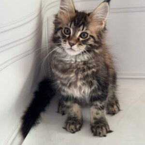 Pinky Maine Coon