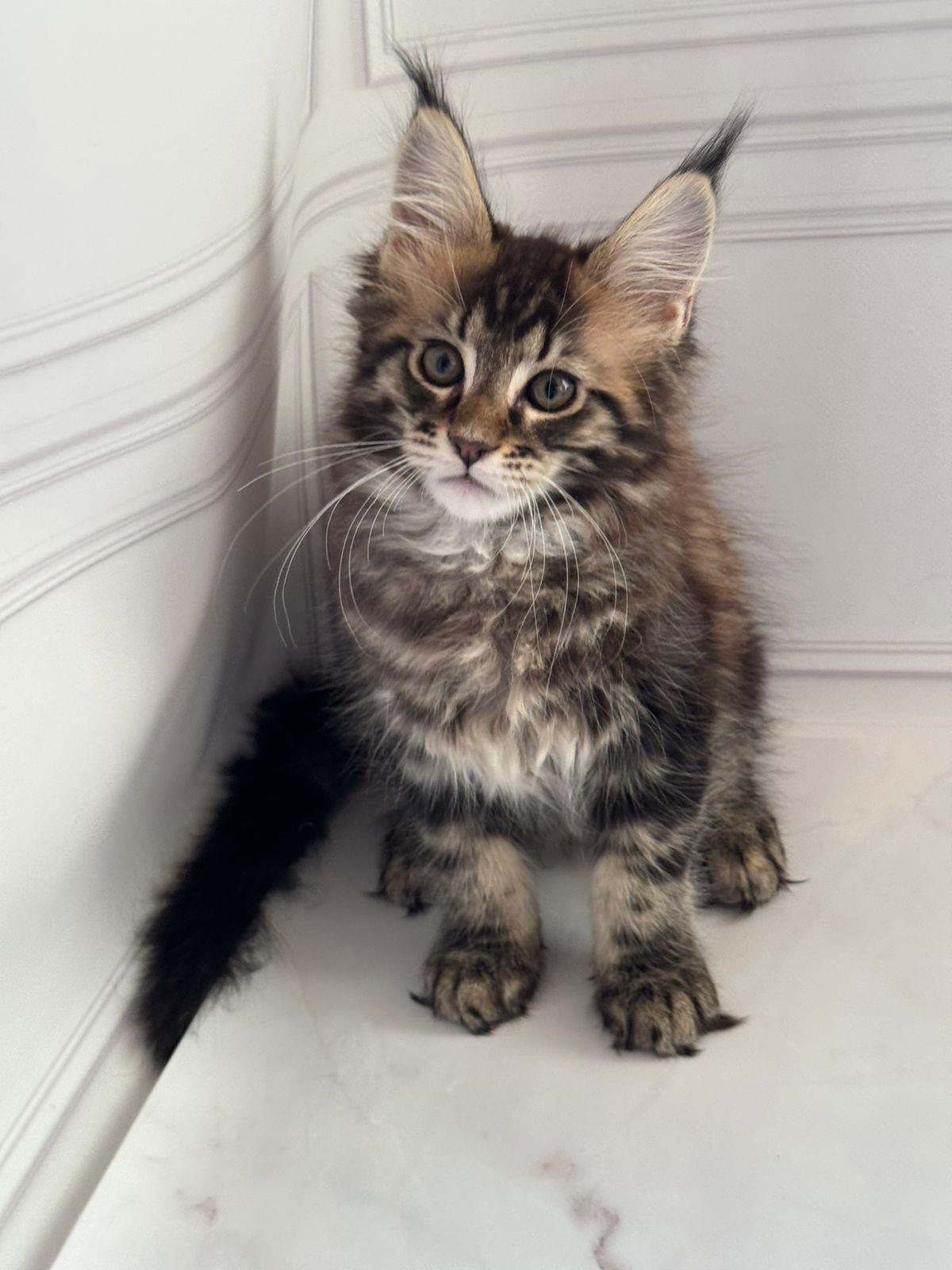 Pinky Maine Coon