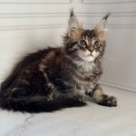 Pinky-female-maine-Coon-cat-puppy-for-sale-1 (3)
