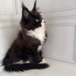 Plush-male-maine-Coon-cat-puppy-for-sale-1 (3)