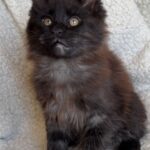 Porsche-male-maine-Coon-cat-puppy-for-sale-1 (1)