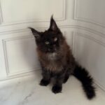 Porsche-male-maine-Coon-cat-puppy-for-sale-1 (3)