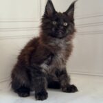 Porsche-male-maine-Coon-cat-puppy-for-sale-1 (4)