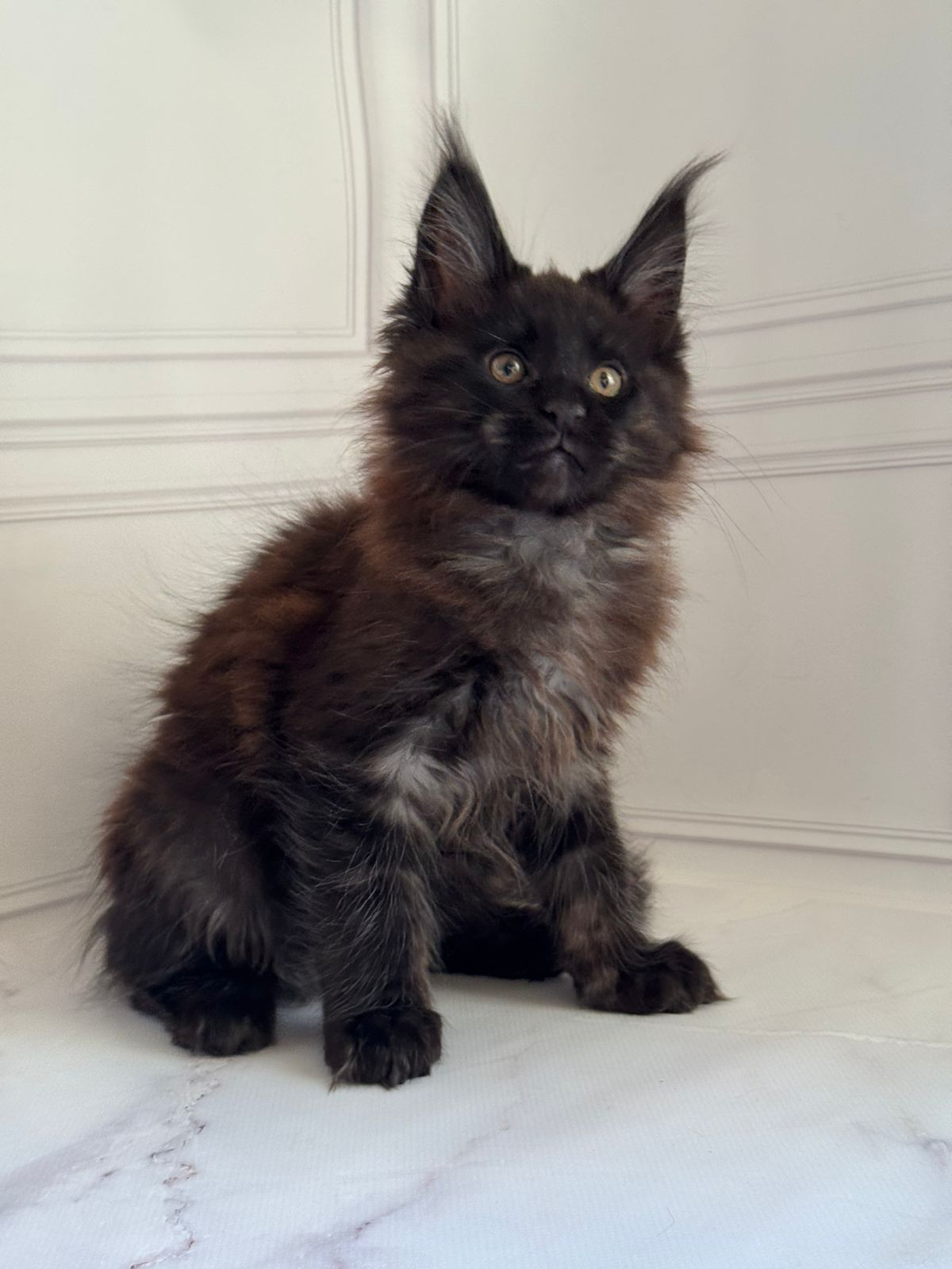 Porsche Maine Coon