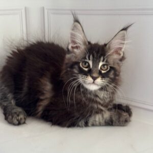 Pusha Maine Coon