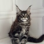 Porsche Maine Coon