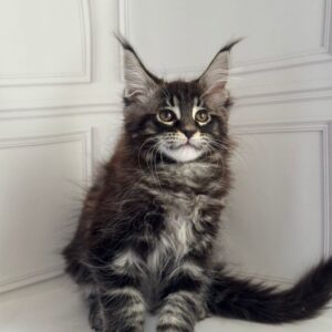 Pusha Maine Coon