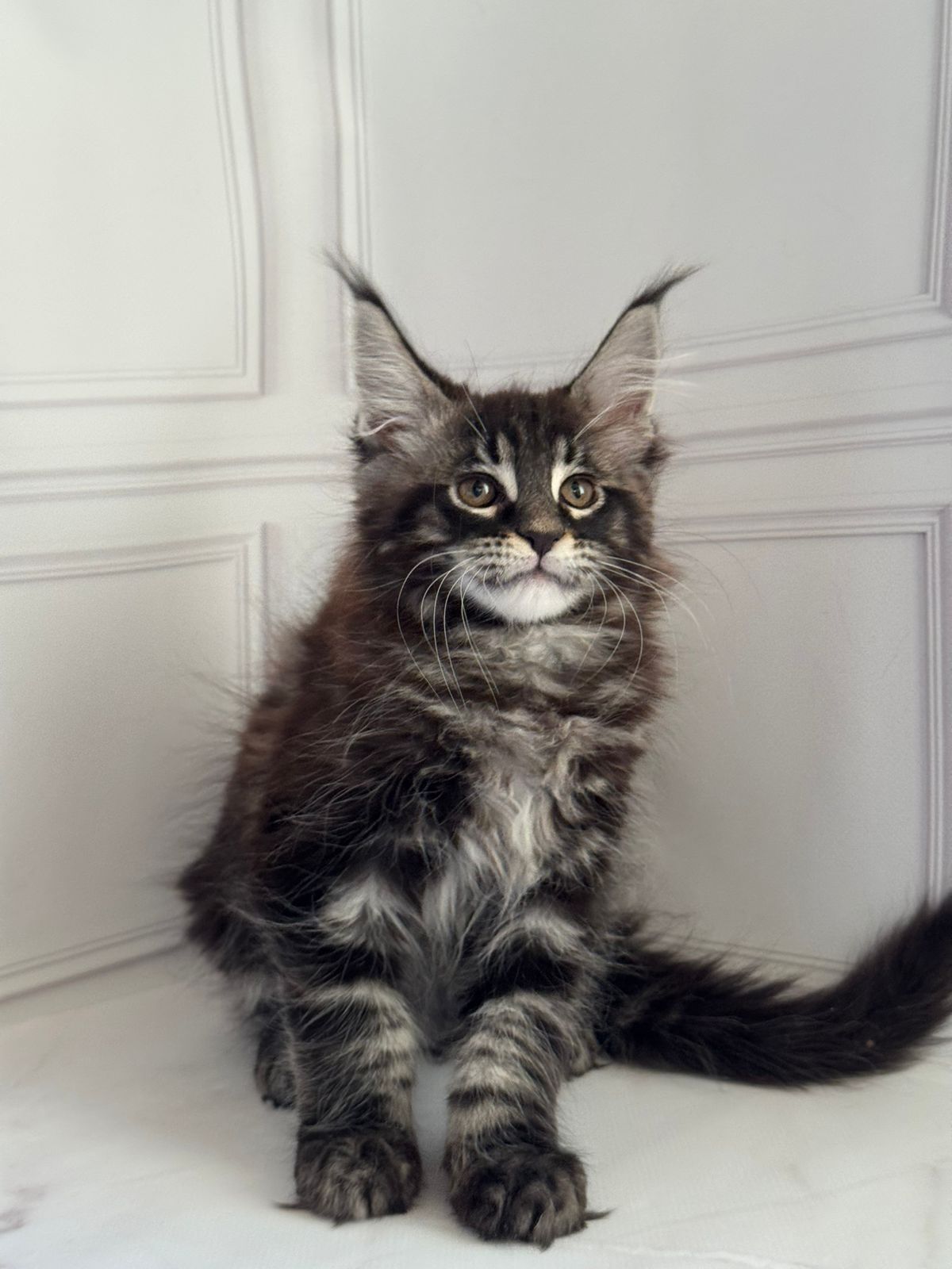 Pusha Maine Coon