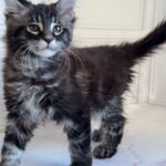 Pusha-female-maine-Coon-cat-puppy-for-sale-1 (3)