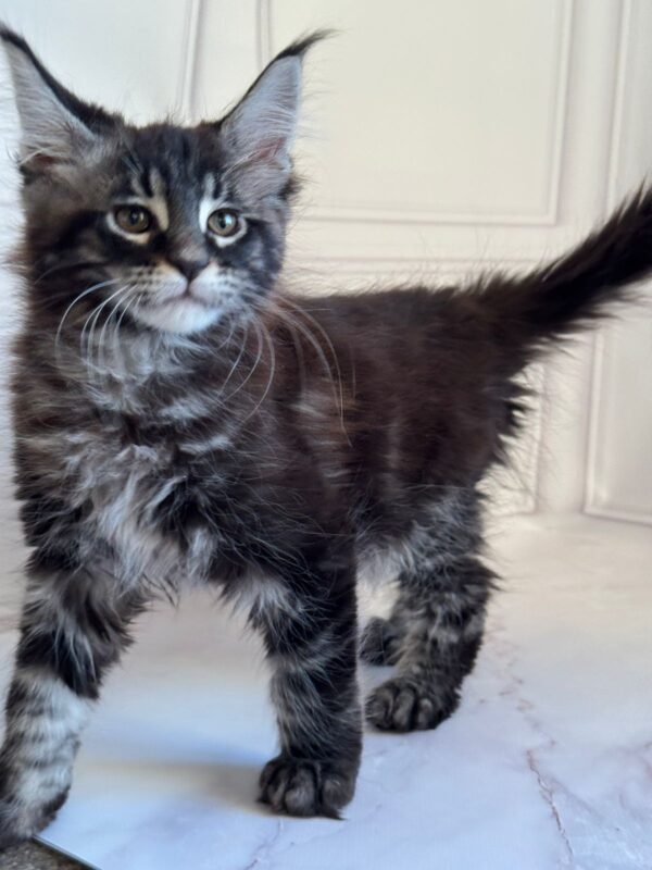 Pusha Maine Coon