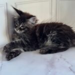 Pusha-female-maine-Coon-cat-puppy-for-sale-1 (4)