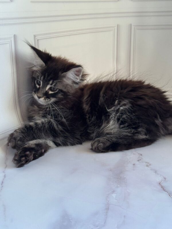 Pusha Maine Coon