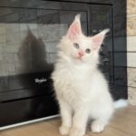 Rick-male-maine-Coon-cat-puppy-for-sale-1 (1)
