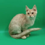 Rick-male-maine-Coon-cat-puppy-for-sale-1 (2)