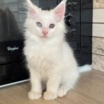 Rick-male-maine-Coon-cat-puppy-for-sale-1 (3)
