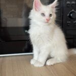Rick-male-maine-Coon-cat-puppy-for-sale-1 (4)