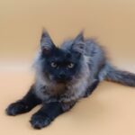 Sandra-female-maine-Coon-cat-puppy-for-sale-1 (1)