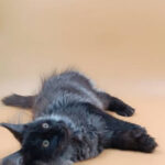Sandra-female-maine-Coon-cat-puppy-for-sale-1 (2)