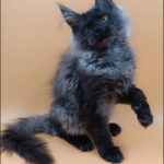 Rick Maine Coon