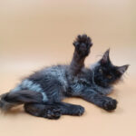 Sandra-female-maine-Coon-cat-puppy-for-sale-1 (4)
