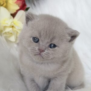Elio British Shorthair