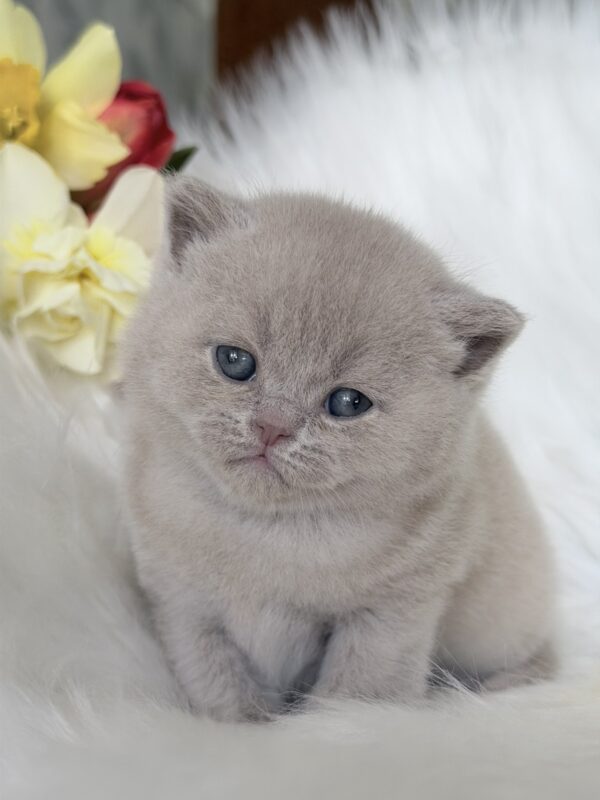 Elio British Shorthair