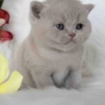 Elio-male-British-Shorthair-cat-puppy-for-sale-1 (2)