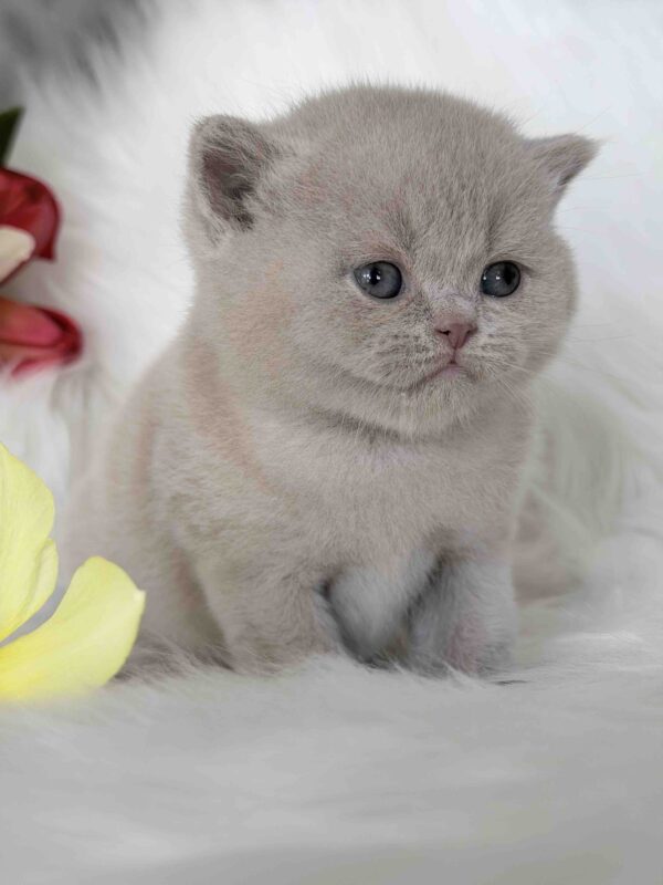 Elio British Shorthair