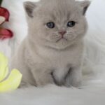 Elio-male-British-Shorthair-cat-puppy-for-sale-1 (3)