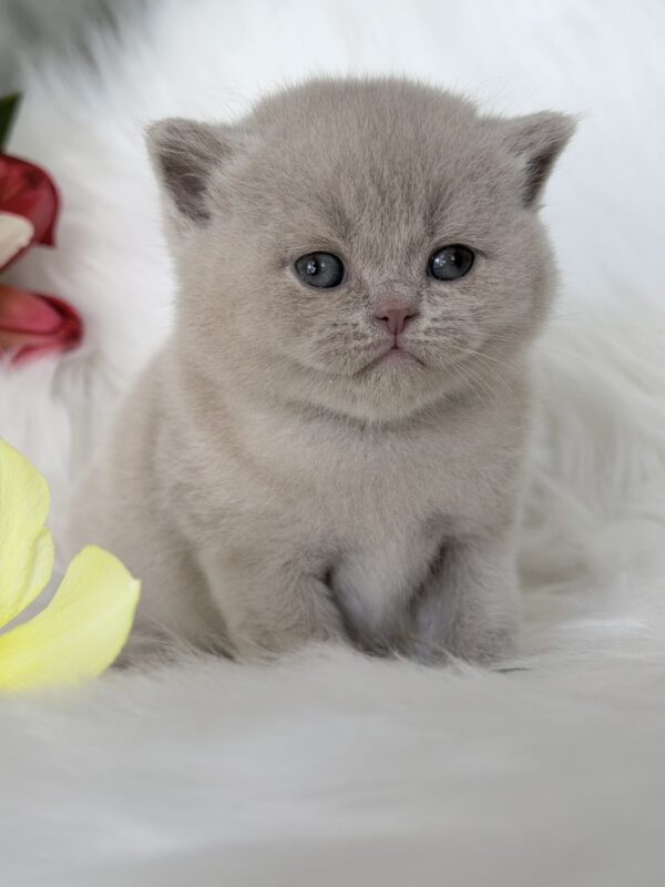 Elio British Shorthair
