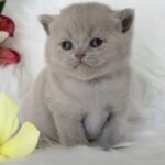 Elio-male-British-Shorthair-cat-puppy-for-sale-1 (4)