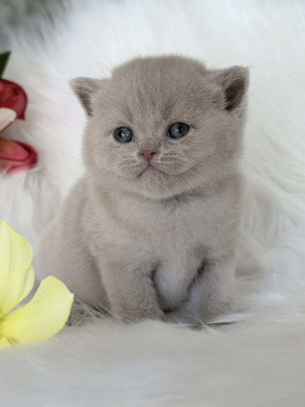 Elio British Shorthair