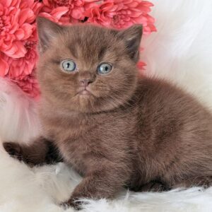 Emma British Shorthair