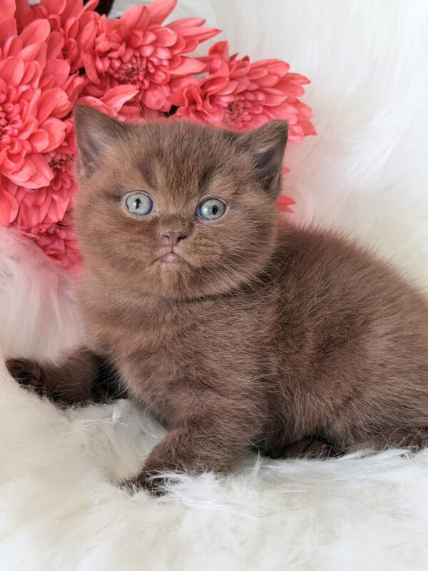 Emma British Shorthair