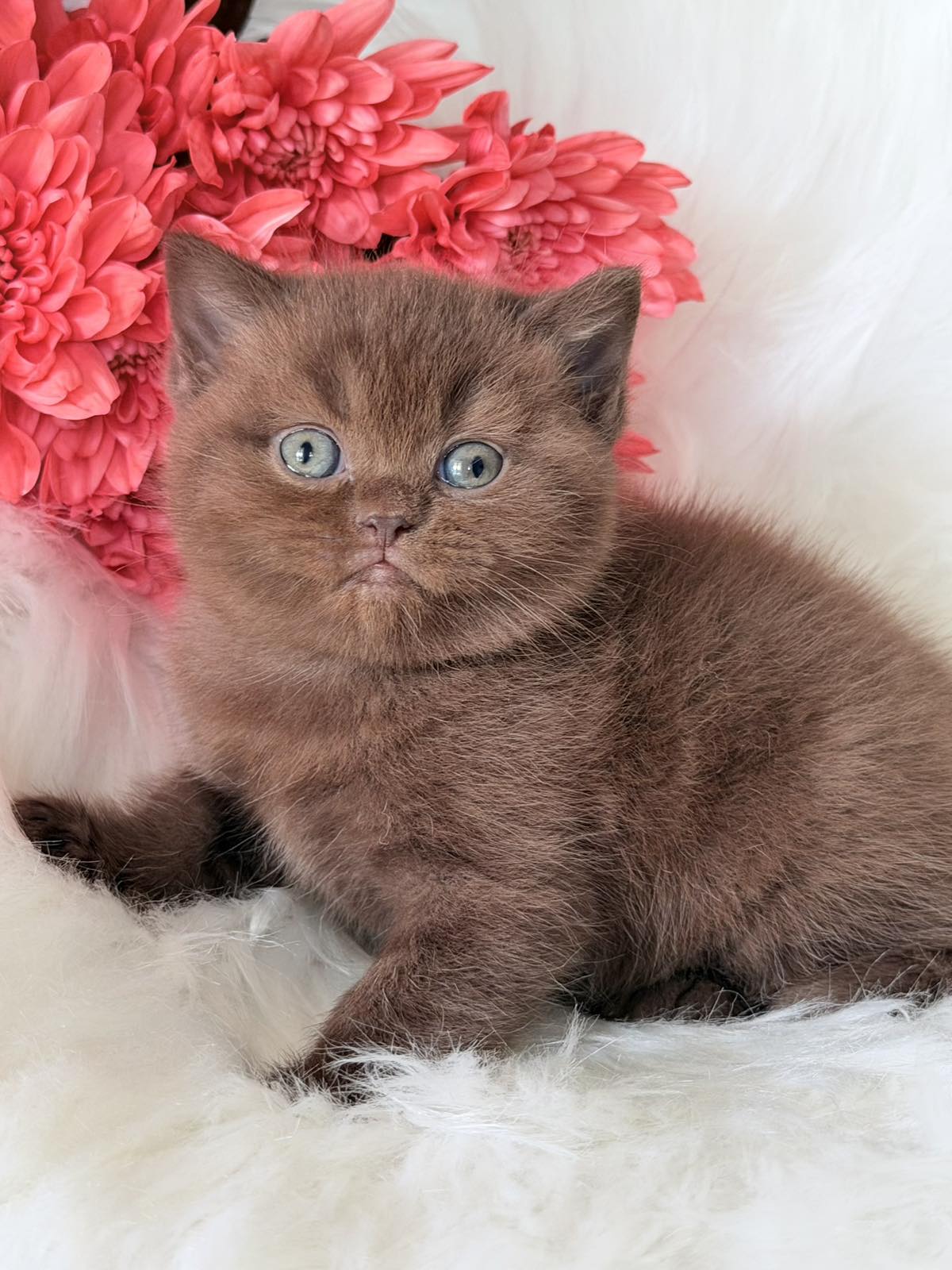 Emma British Shorthair