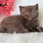 Emma-female-British-Shorthair-cat-puppy-for-sale-1 (2)