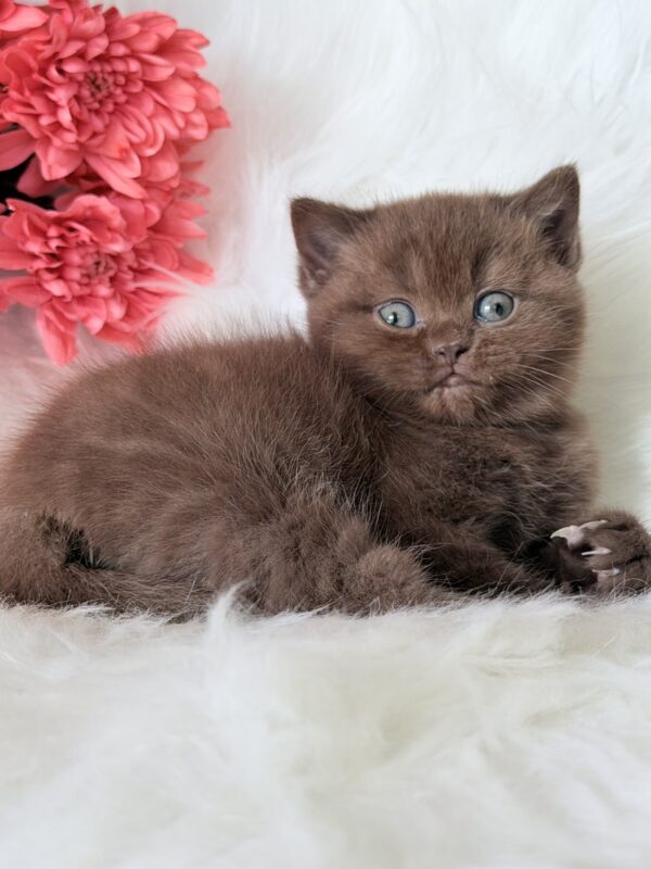 Emma British Shorthair