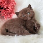 Emma-female-British-Shorthair-cat-puppy-for-sale-1 (3)