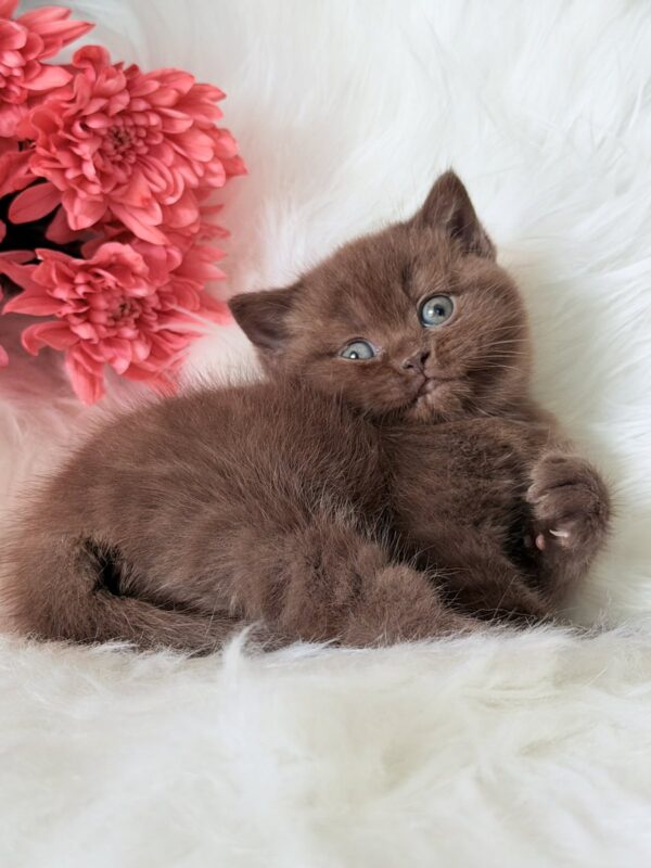 Emma British Shorthair