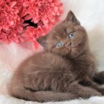 Emma-female-British-Shorthair-cat-puppy-for-sale-1 (4)